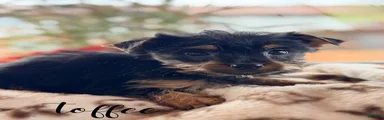 Yorkshire Terrier 6