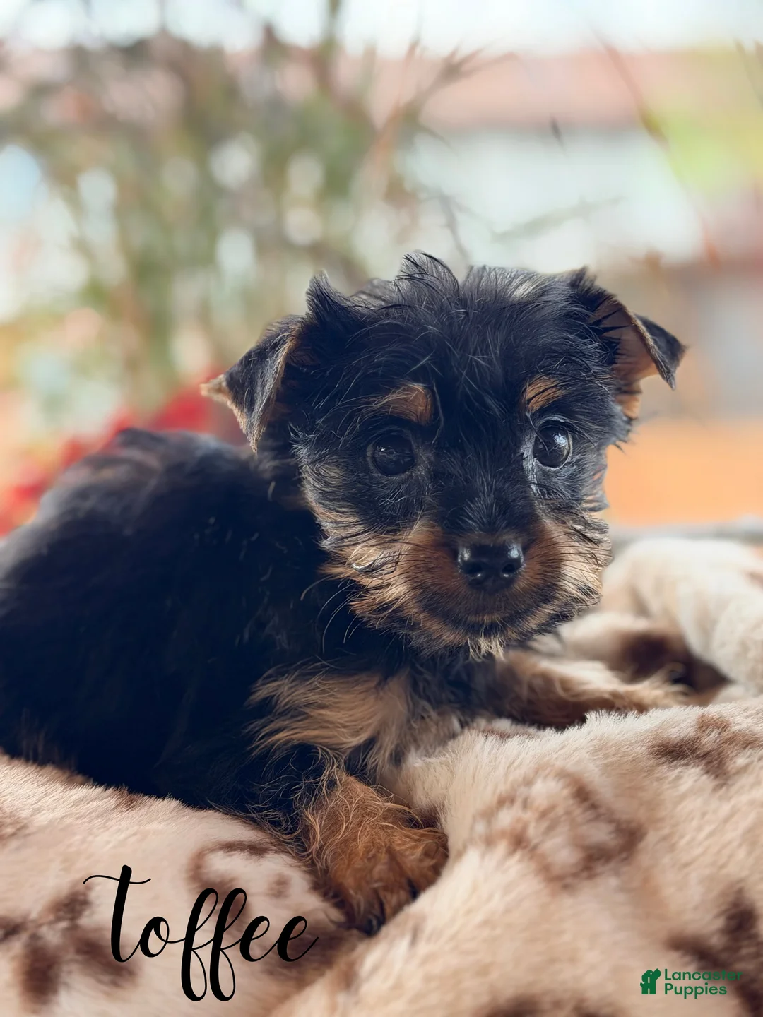 Yorkshire Terrier dogs for sale: Yorkshire Terrier 6 - Ad 1