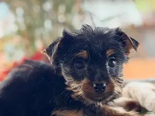 Yorkshire Terrier dogs Yorkshire Terrier 6 - Ad 39