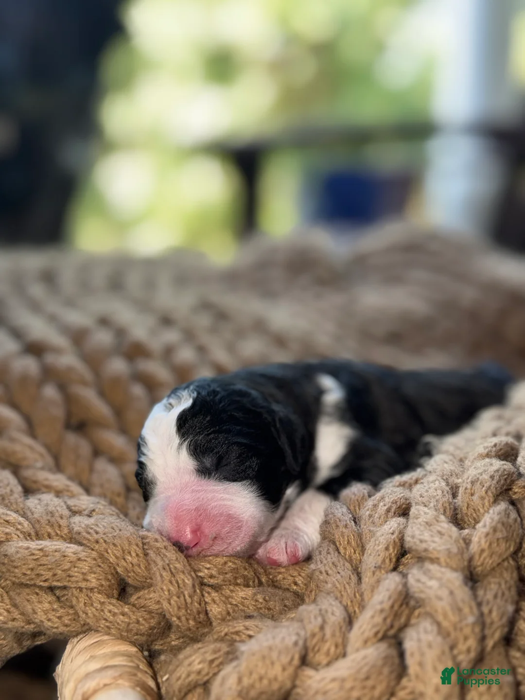 Bernedoodle dogs for sale: George - Ad 2