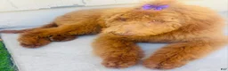 Goldendoodle dogs for sale: Sasha - Ad 3