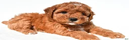 Miniature Poodle dogs for sale: Daisy - Ad 3