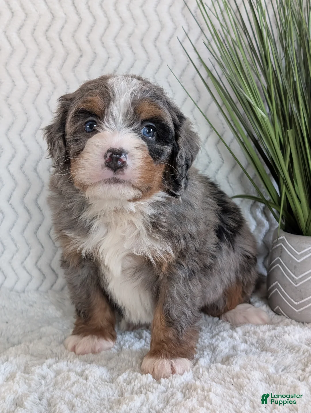 Mini Bernedoodle dogs for sale: Mini Nemo  - Ad 7