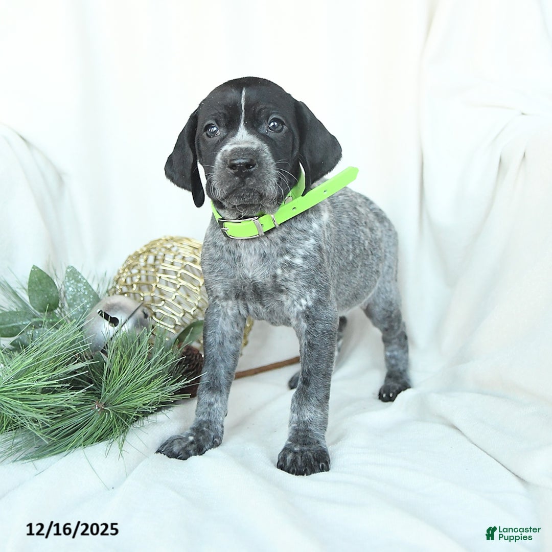 German Shorthaired Pointer dogs for sale: Dreamer - Ad 2