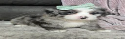 Mini Bernedoodle dogs for sale: Mini Wyatt  - Ad 14