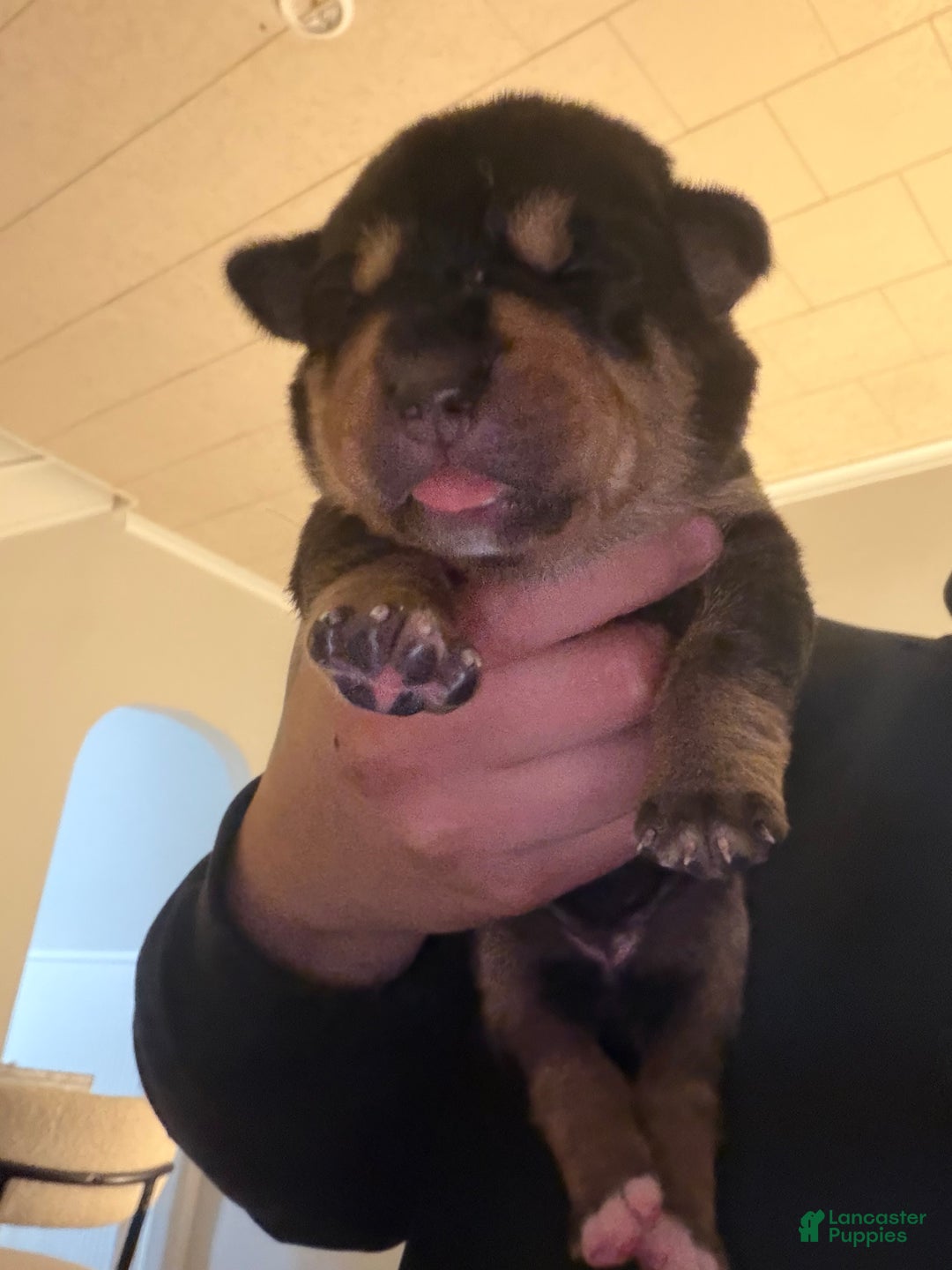 Mixed Breed dogs for sale: Hermes - Ad 2