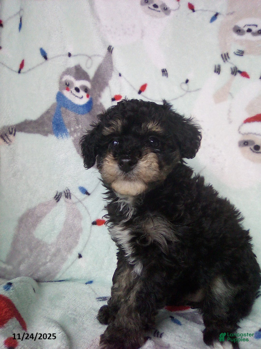 Toy Poodle dogs for sale: Rosetta - Ad 3