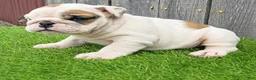 English Bulldog dogs for sale: Denver - Ad 3