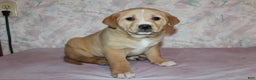 Goldador dogs for sale: Maple - Ad 3