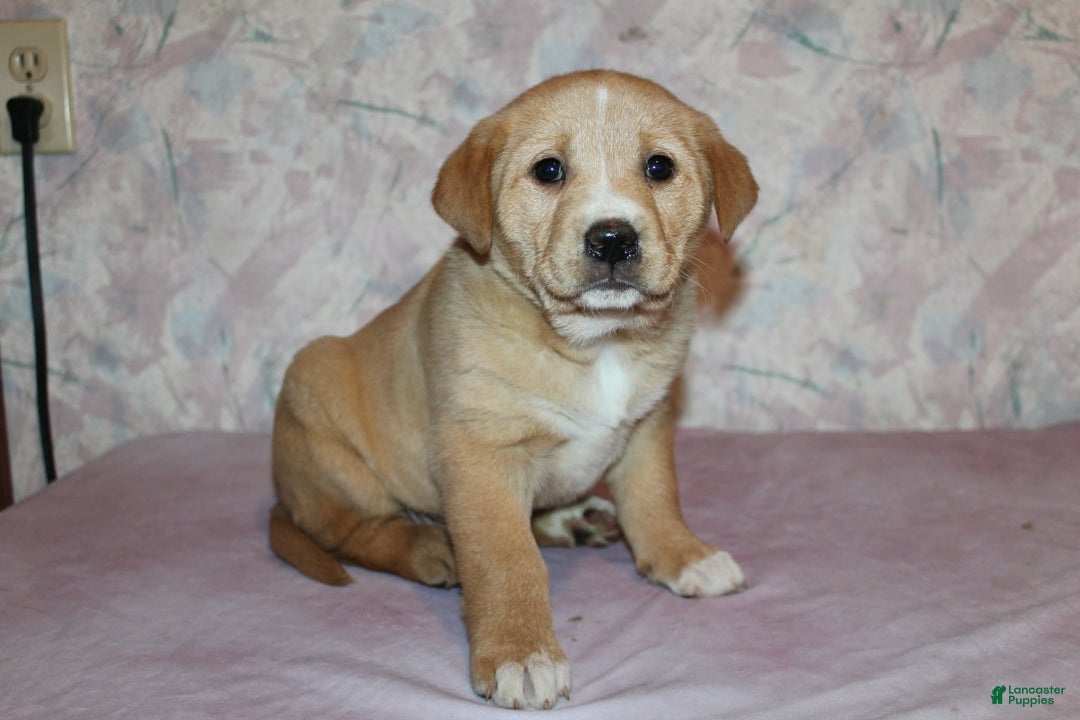Goldador dogs for sale: Maple - Ad 3