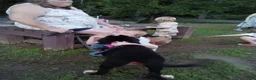 Bernese Mountain Dog dogs for sale: Bernese Mountain Dog 2 - Ad 28