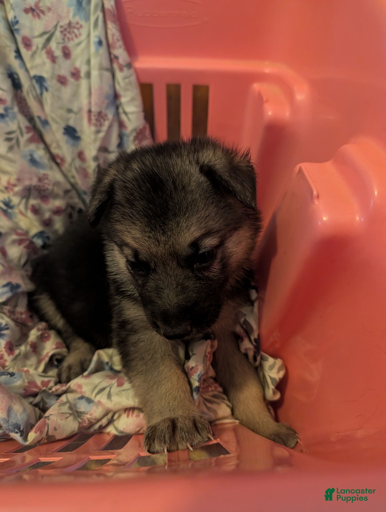 German Shepherd dogs German Shepherd 2 - Ad 2
