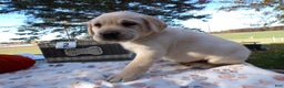Labrador Retriever dogs for sale: Labrador Retriever Puppy 2 - Ad 3
