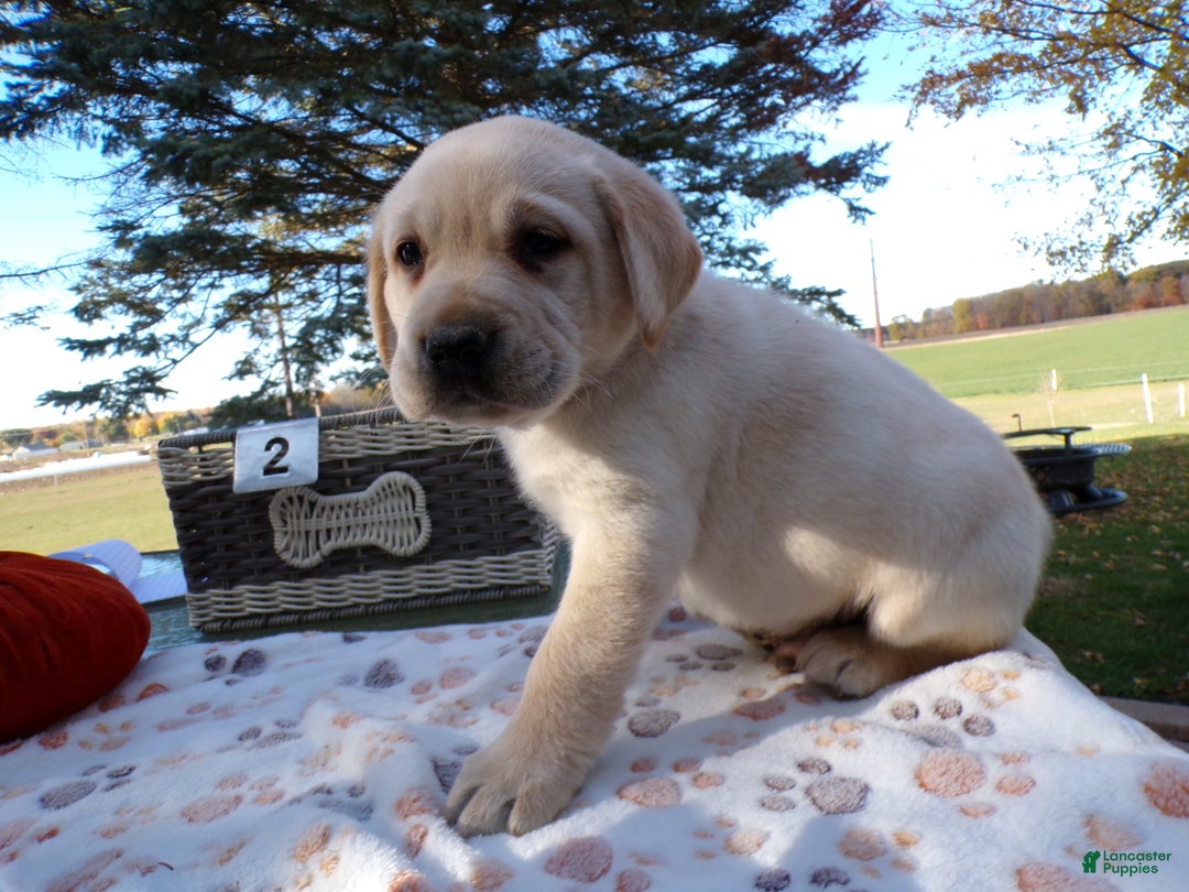 Labrador Retriever dogs for sale: Labrador Retriever Puppy 2 - Ad 3