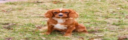 Cavalier King Charles Spaniel dogs for sale: Kassie - Ad 1