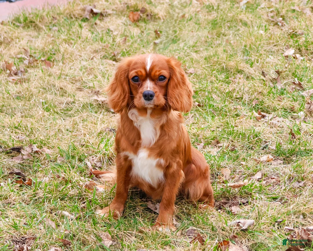 Cavalier King Charles Spaniel dogs for sale: Kassie - Ad 1