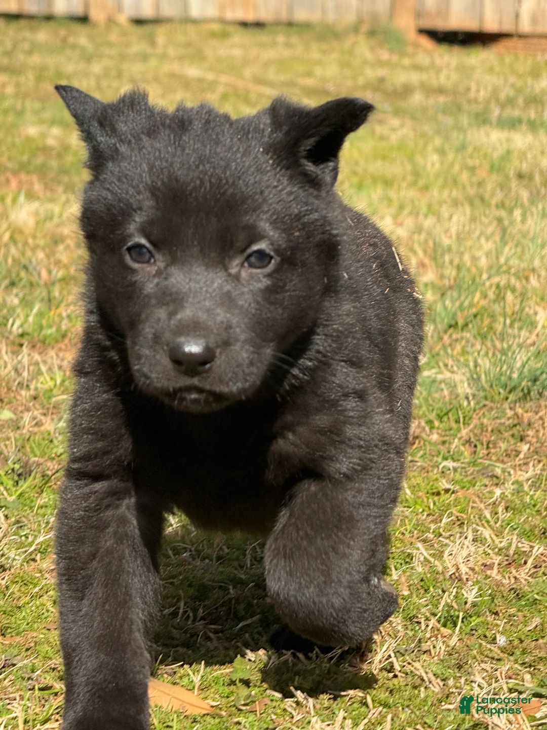 German Shepherd dogs for sale: German Shepherd Puppy 4 - Ad 3