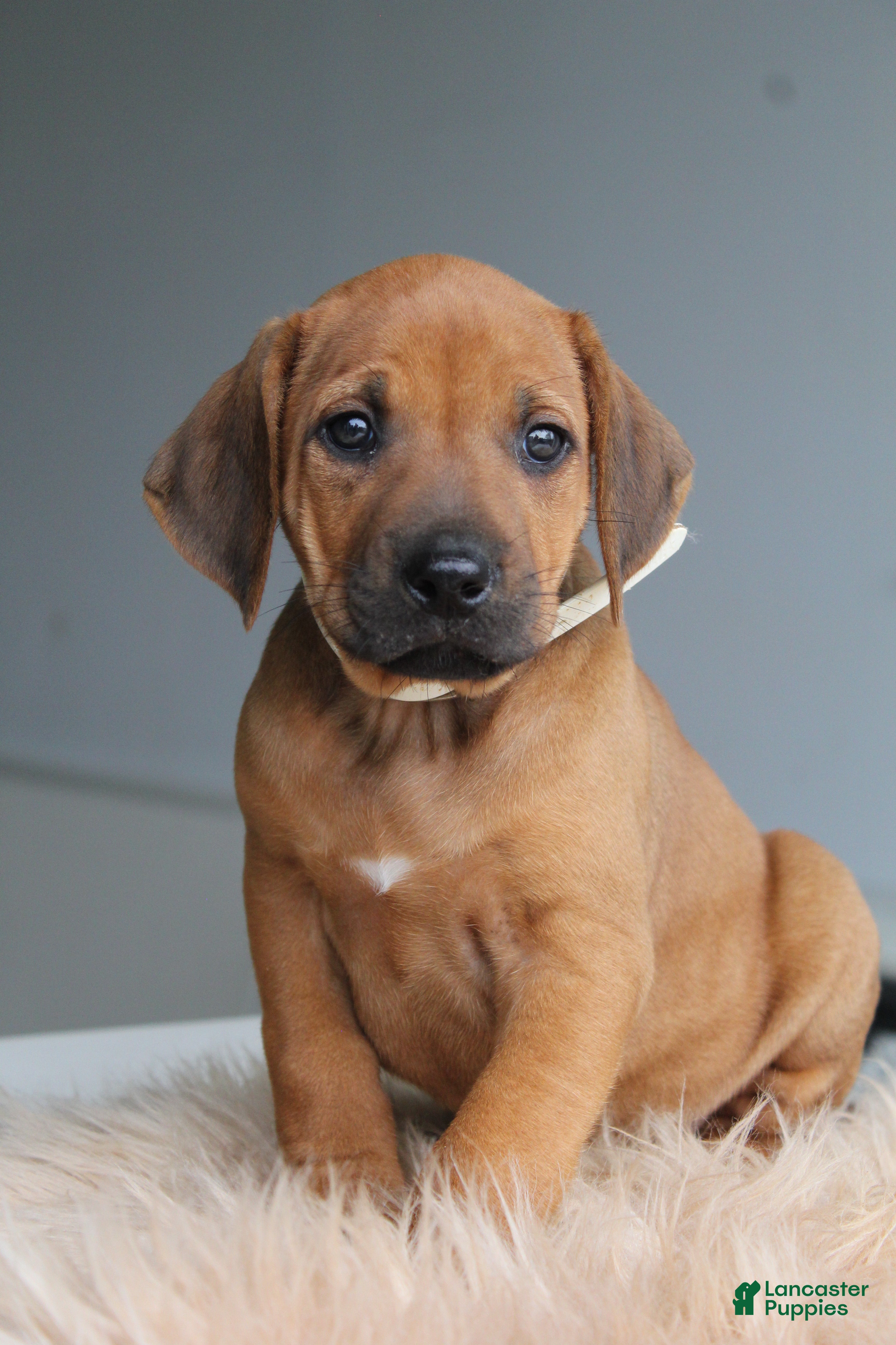 Rhodesian Ridgeback dogs Ollie - Ad 1