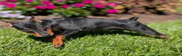 Miniature Pinscher dogs for sale: Spark - Ad 10