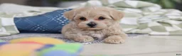 Maltipoo dogs for sale: Daisy - Ad 6