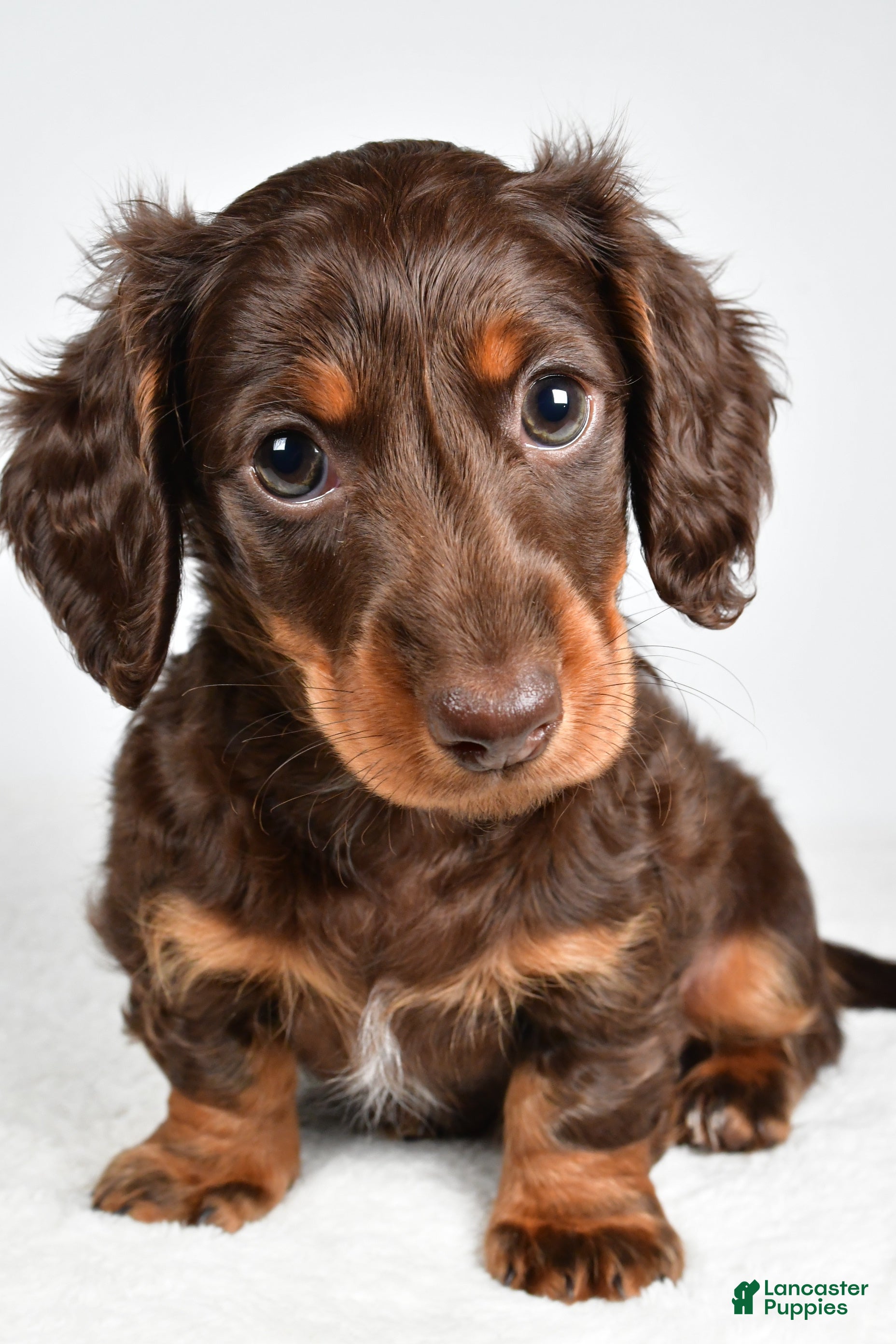Miniature Dachshund dogs Sonny  - Ad 2
