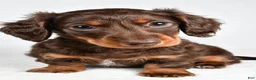 Miniature Dachshund dogs for sale: Sonny  - Ad 2