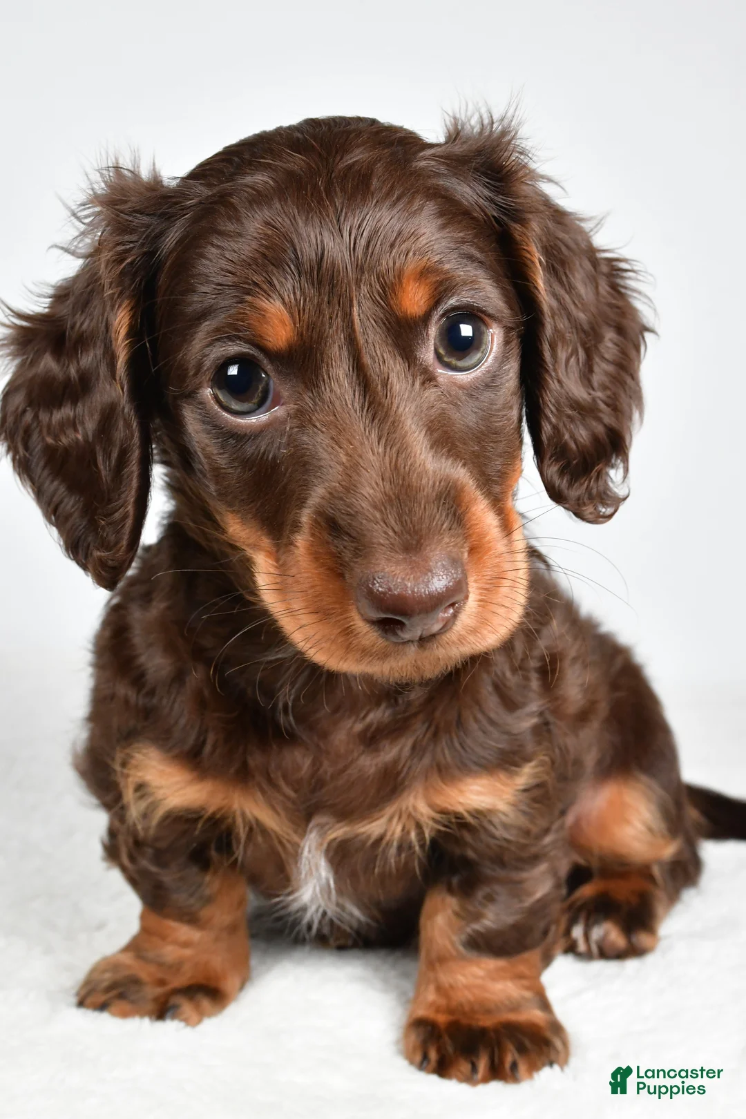 Miniature Dachshund dogs for sale: Sonny  - Ad 2
