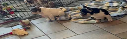 French Bulldog dogs for sale: Pibbles - Ad 3