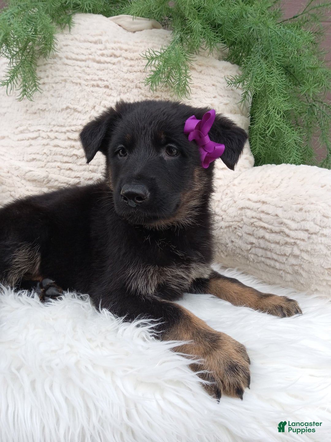 German Shepherd dogs for sale: Roxy  - Ad 3