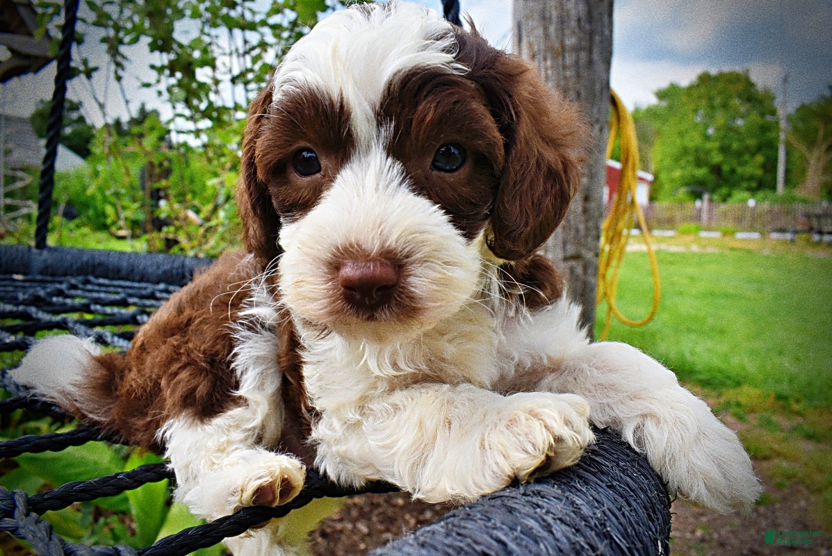 Havapoo dogs Rollo - Ad 1