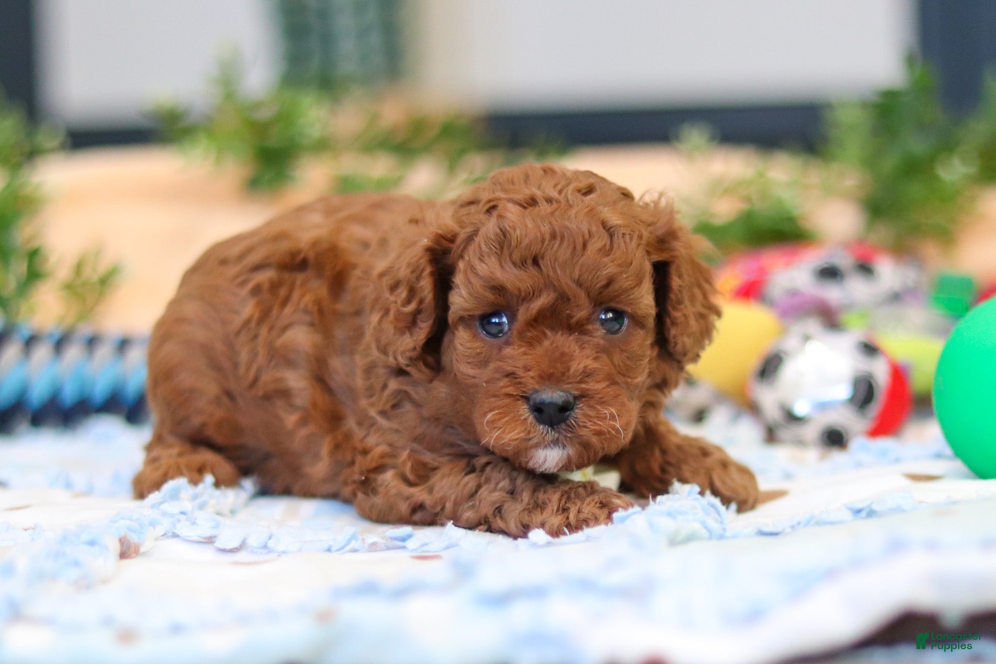 Cavapoo dogs Anson - Ad 1