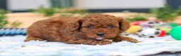 Cavapoo dogs for sale: Anson - Ad 1