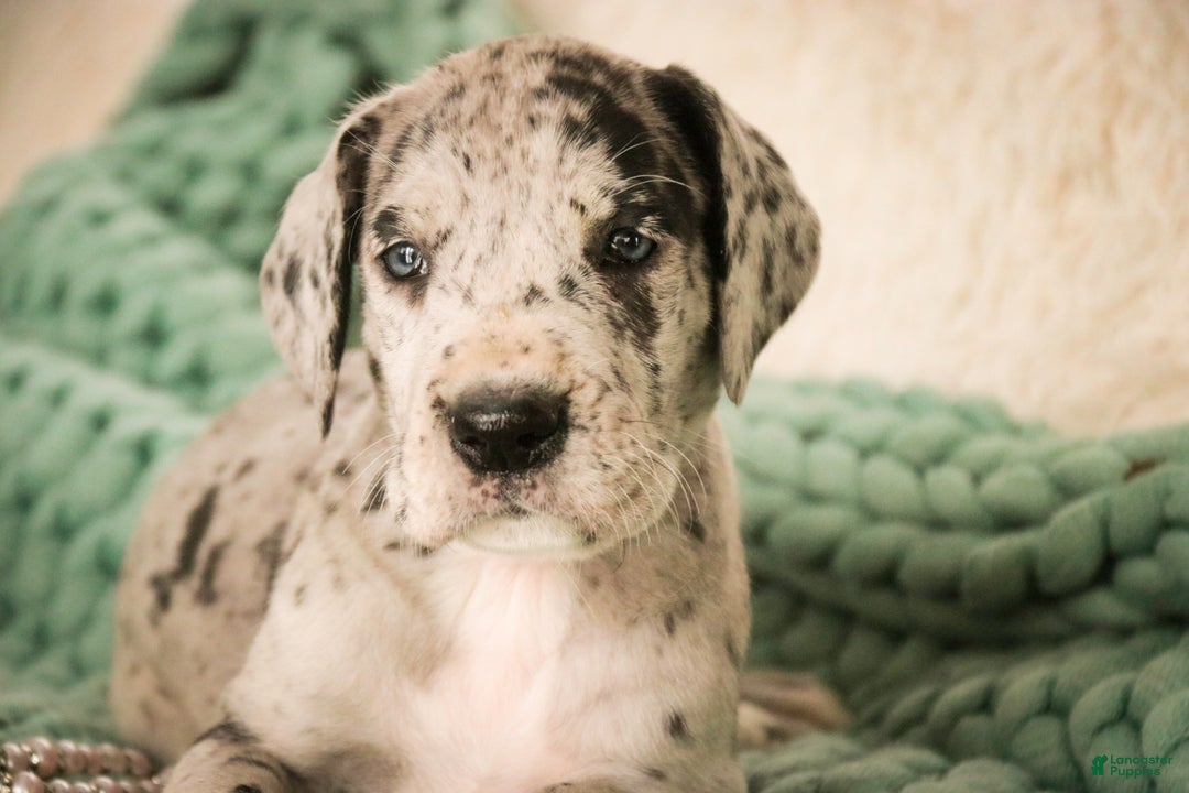 Great Dane dogs for sale: Annie - Ad 5