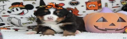 Bernese Mountain Dog dogs for sale: Cagney  - Ad 2
