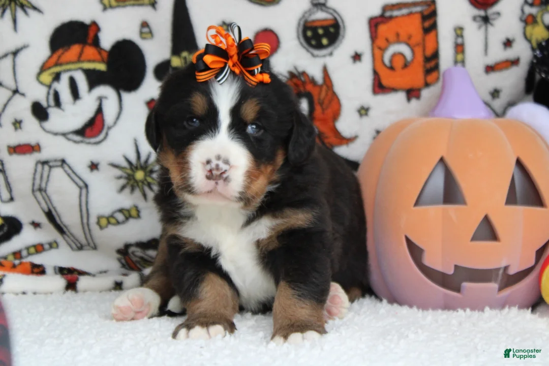 Bernese Mountain Dog dogs for sale: Cagney  - Ad 2