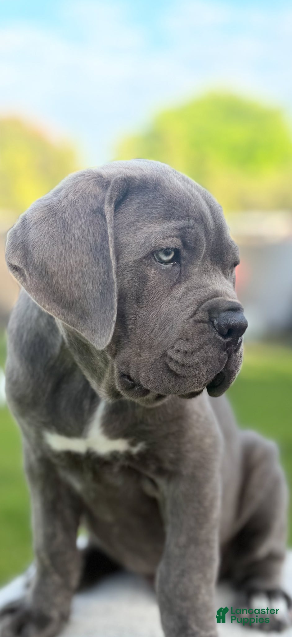 Cane Corso dogs Cane Corso Puppy 2 - Ad 22