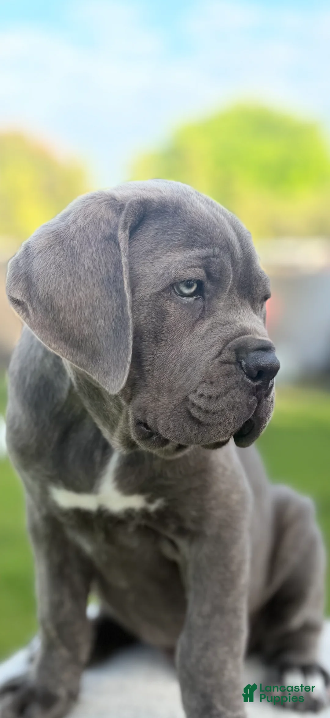 Cane Corso dogs for sale: Cane Corso Puppy 2 - Ad 1