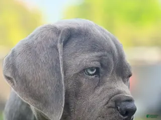 Cane Corso dogs Cane Corso Puppy 2 - Ad 26