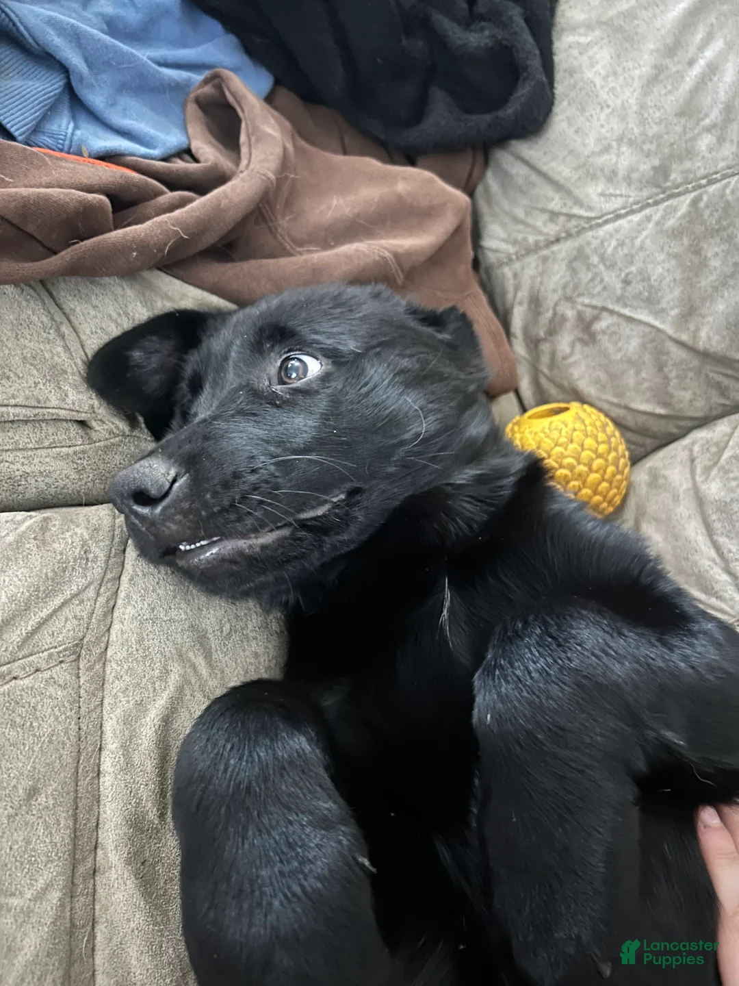 Golden Shepherd dogs for sale: Golden Shepherd Puppy 1 - Ad 1