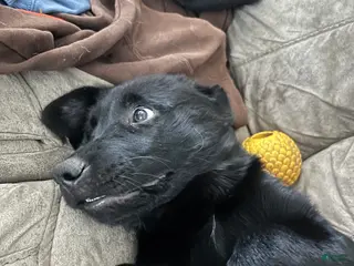 Golden Shepherd dogs Golden Shepherd Puppy 1 - Ad 2