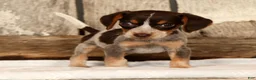 Beagle dogs for sale: Austin - Ad 6