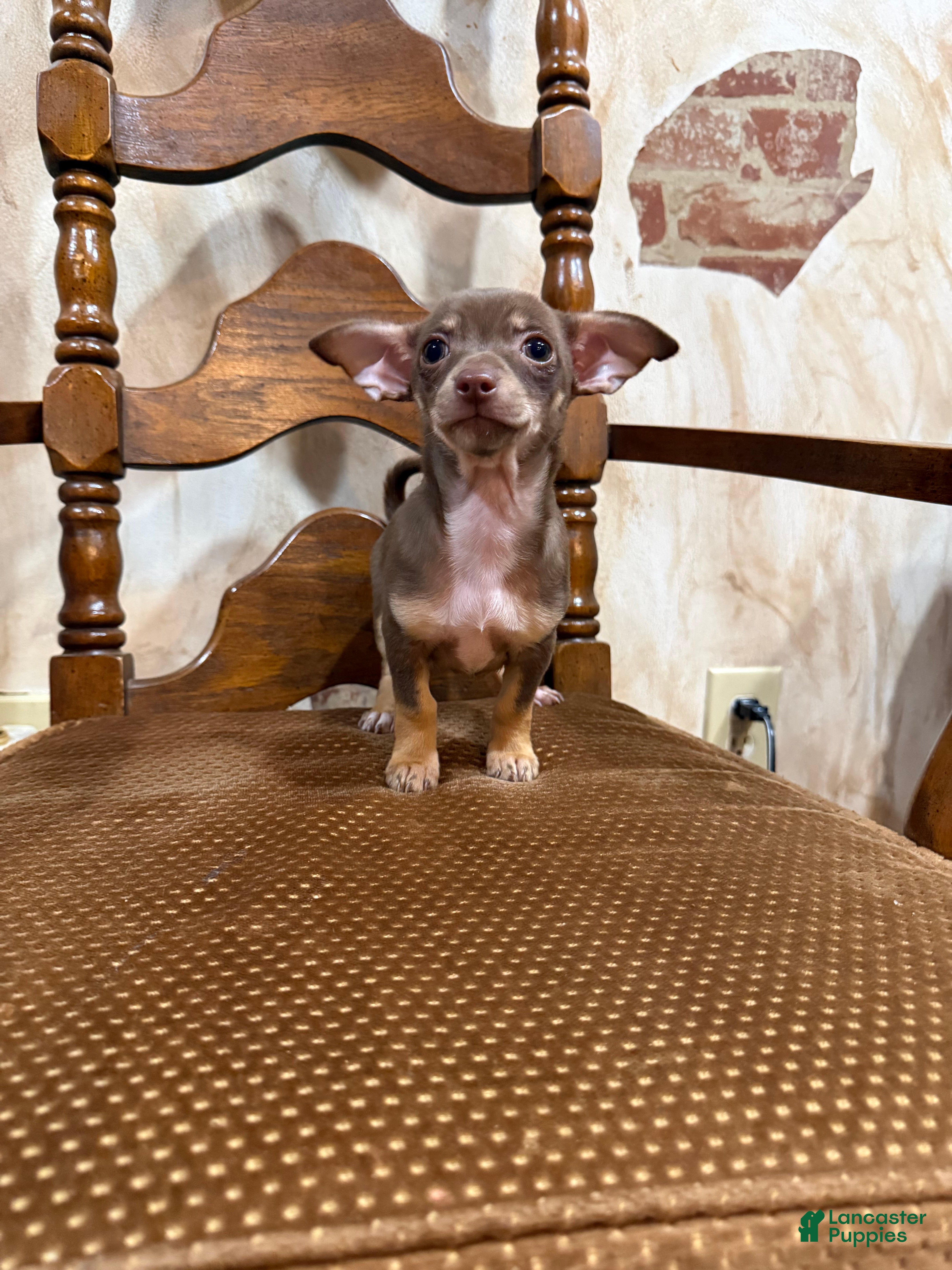 Chihuahua dogs Mini charo - Ad 1