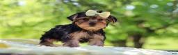 Yorkshire Terrier dogs for sale: Miley - Ad 5