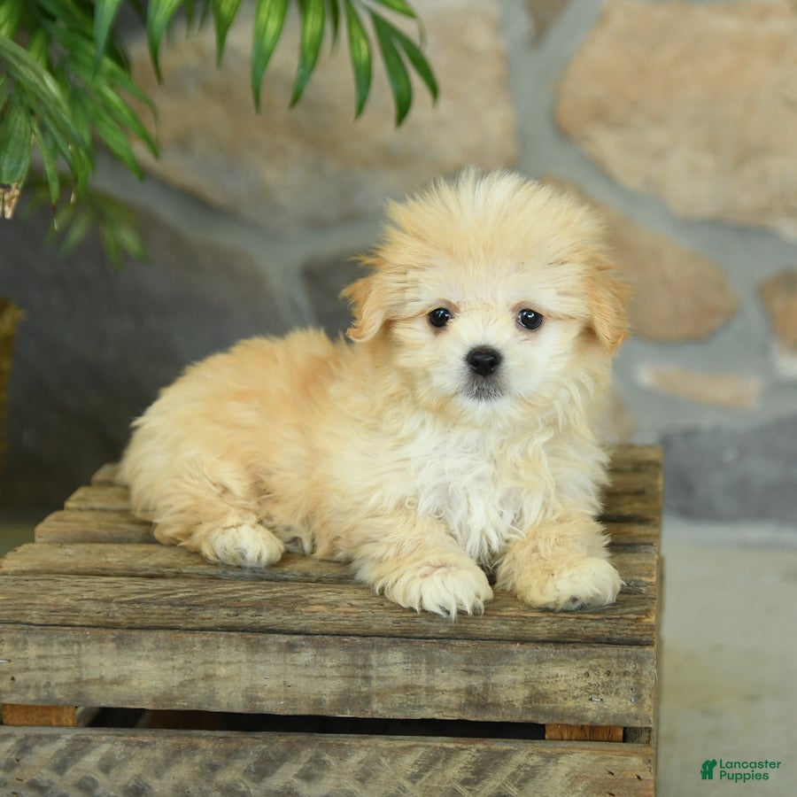 Teddy Bear dogs Tessa - Ad 2