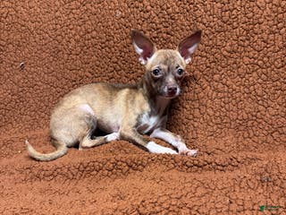 Chihuahua dogs for sale: Tara - Ad 2
