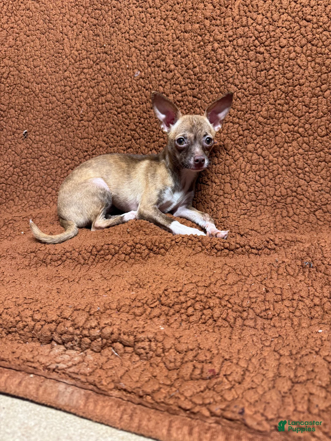Chihuahua dogs for sale: Tara - Ad 1