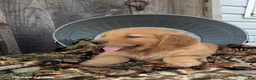 Golden Retriever dogs for sale: Asher - Ad 6
