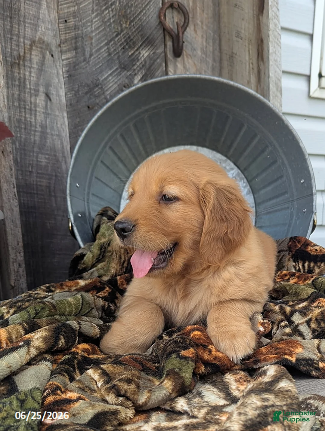 Golden Retriever dogs for sale: Asher - Ad 6