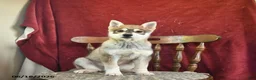 Alaskan Klee Kai dogs for sale: Danny - Ad 3