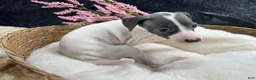 Italian Greyhound dogs for sale: Italian Greyhound 6 - Ad 4